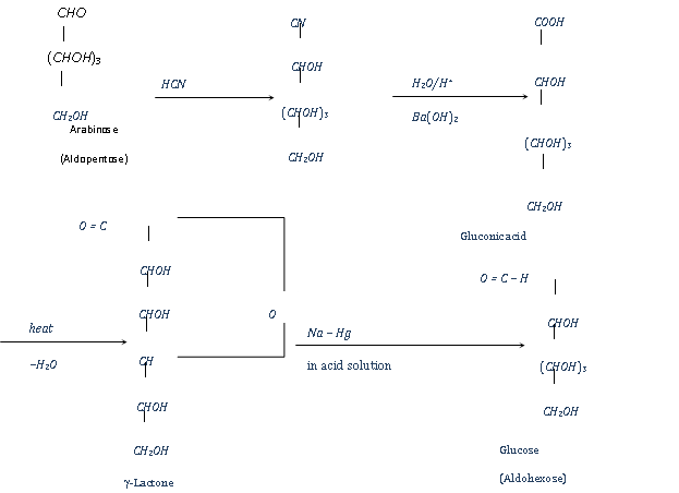 1830_interconversion of glucose.png